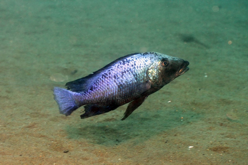 Fossorochromis rostratus 'Chiofu Bay'